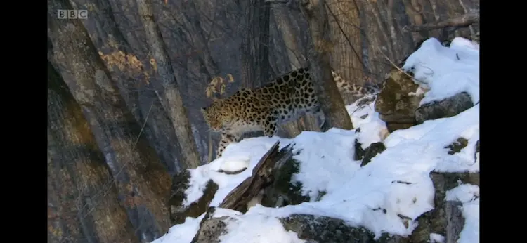 Amur leopard (Panthera pardus orientalis) as shown in Planet Earth - From Pole to Pole